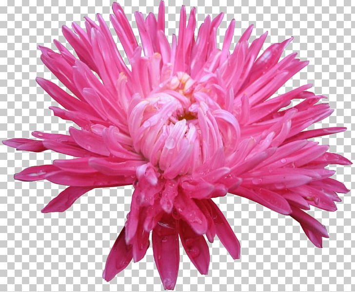 Cut Flowers Aster Chrysanthemum Daisy Family PNG, Clipart, Annual Plant, Aster, Chrysanthemum, Chrysanths, Cut Flowers Free PNG Download