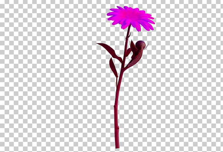 Flower Animation PNG, Clipart, Animation, Blo, Carnation, Cut Flowers, Daisy Family Free PNG Download