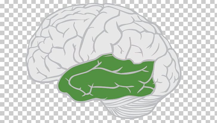 Lobes Of The Brain Frontal Lobe Temporal Lobe Cerebral Cortex PNG, Clipart, Brain, Brainstem, Cerebellum, Cerebral Cortex, Cerebrum Free PNG Download