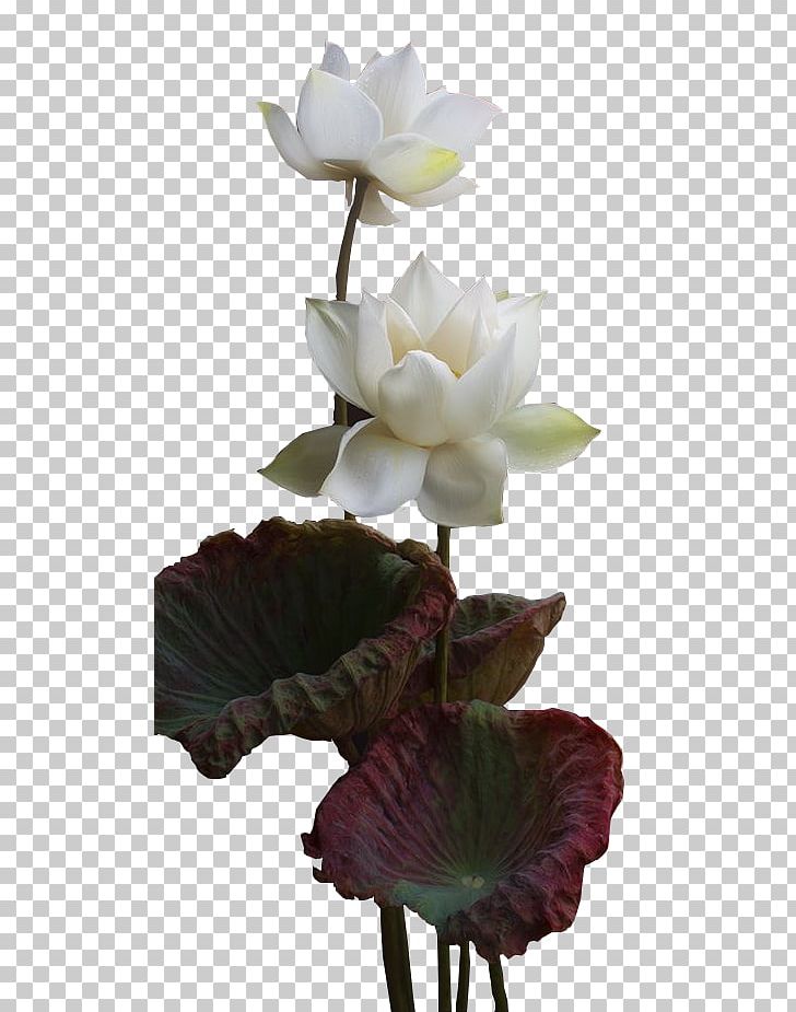 Orchids Painting Plant Flower Petal PNG, Clipart, Beyaz, Beyaz Orkide, Flower, Flowering Plant, Flowerpot Free PNG Download