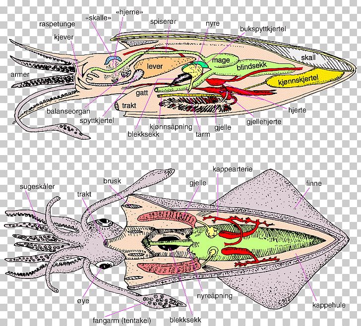 Cephalopod European Flying Squid Loligo Octopus Decapodiformes PNG, Clipart, Anatomy, Automotive Design, Beak, Boa, Boat Free PNG Download