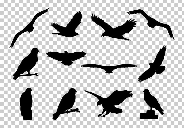 Eagle Silhouette Common Buzzard PNG, Clipart, Adler, Animal, Animal Migration, Animals, Beak Free PNG Download