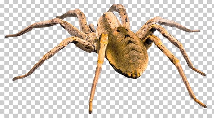 Wolf Spider PNG, Clipart, Animal, Animals, Arachnid, Arthropod, Computer Icons Free PNG Download