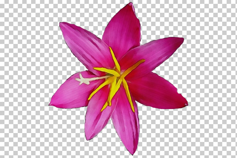 Petal Flower Pink Plant Purple PNG, Clipart, Crocus, Flower, Magenta, Paint, Petal Free PNG Download