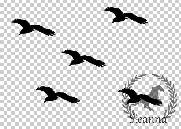Bird Migration Bird Flight Flock PNG, Clipart, Animal Migration, Animals, Beak, Bird, Bird Flight Free PNG Download