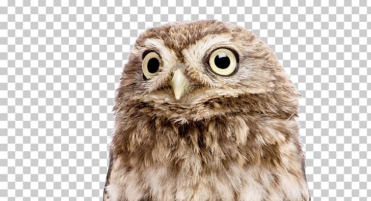 Little Owl Business Afacere Tawny Owl PNG, Clipart, Afacere, Athene, Beak, Bird, Bird Of Prey Free PNG Download