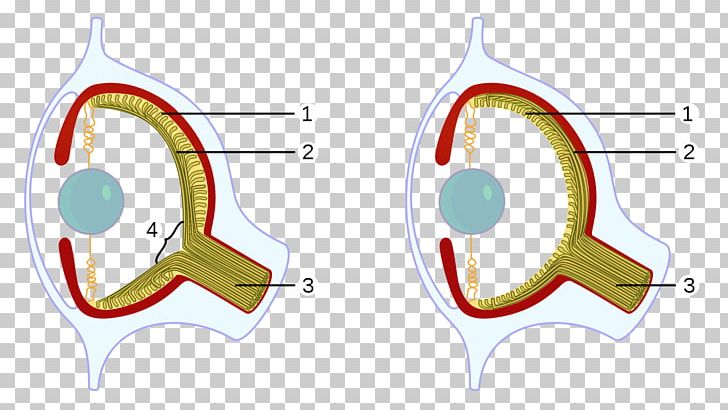 Octopus Vertebrate Squid Cephalopod Eye PNG, Clipart, Angle, Area, Blind Spot, Cephalopod, Cephalopod Eye Free PNG Download