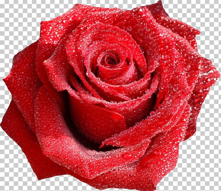 Rose Flower Bouquet Valentine's Day Red PNG, Clipart, Blue Rose, Color, Cut Flowers, Desktop Wallpaper, Drop Free PNG Download
