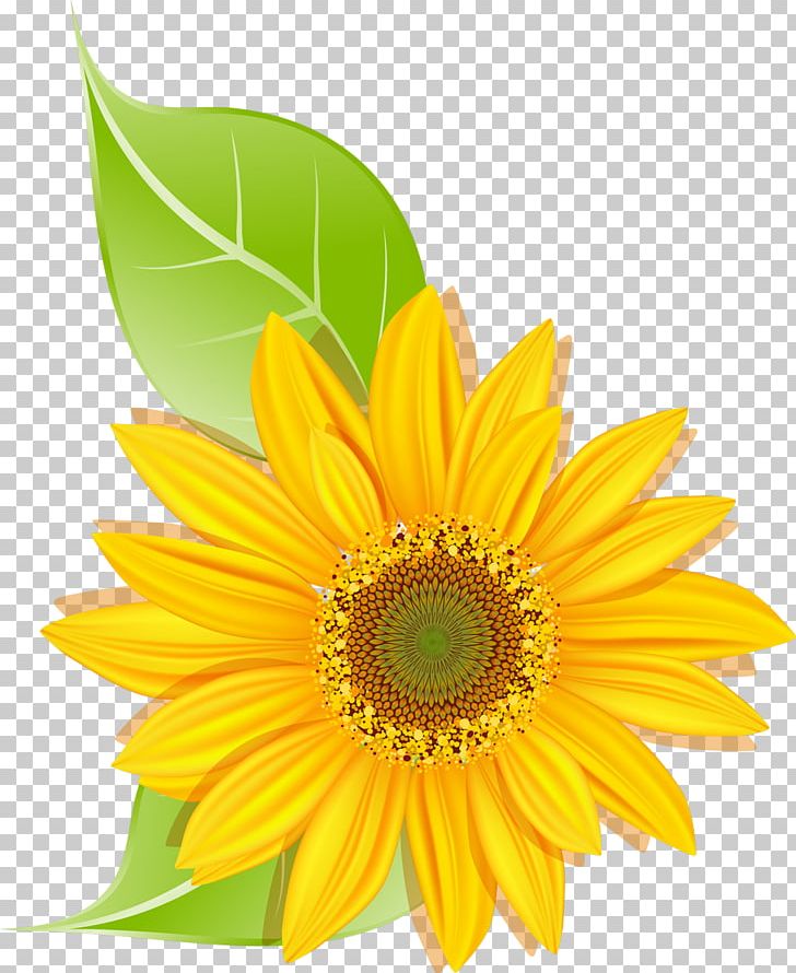 Sunflower Seed Common Sunflower Daisy Family Transvaal Daisy PNG, Clipart, Closeup, Common Daisy, Common Sunflower, Daisy Family, Flower Free PNG Download
