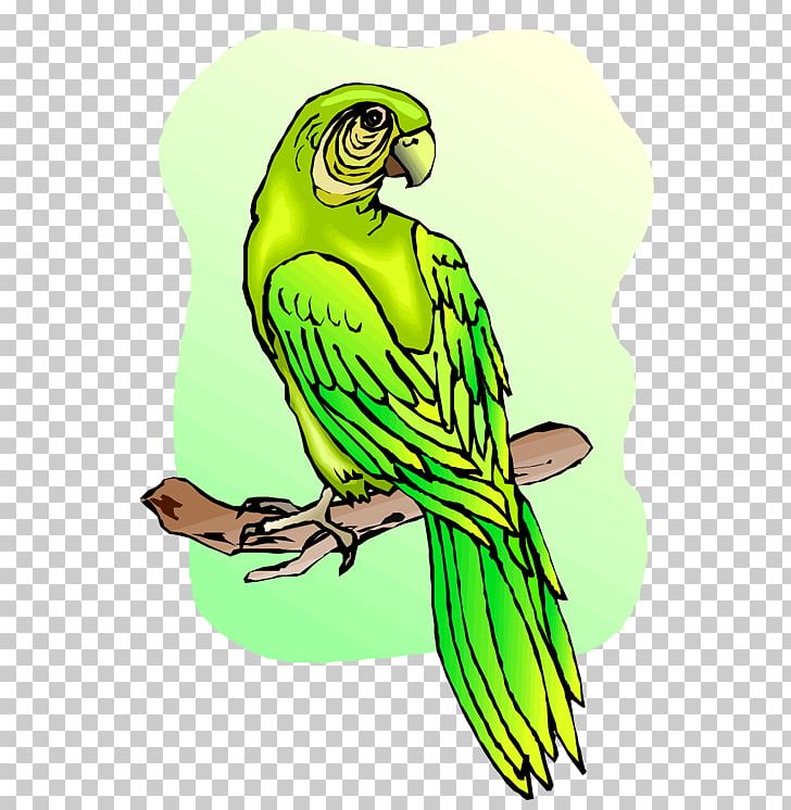 Budgerigar Parrot Macaw PNG, Clipart, Animals, Art, Beak, Bird, Bird Of Prey Free PNG Download
