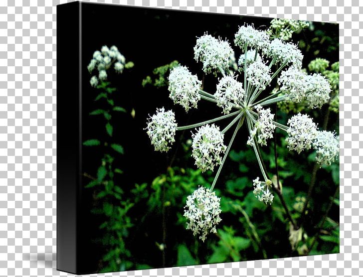 Cow Parsley Wild Celery Ajwain Cicely Herb PNG, Clipart, Ajwain, Angelica, Anthriscus, Apiaceae, Apiales Free PNG Download