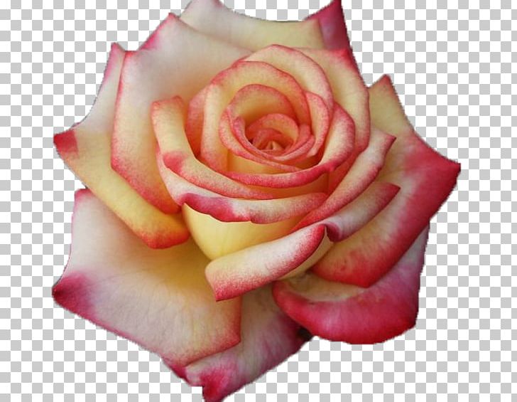 Garden Roses Cabbage Rose Hybrid Tea Rose Pink PNG, Clipart, Closeup, Cut Flowers, Flower, Flowering Plant, Garden Free PNG Download