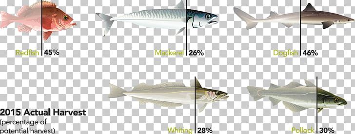 Gulf Of Maine Research Institute Fish Portland Shark PNG, Clipart, Angle, Blue Harvest, Cape Cod, Cooking, Ecosystem Free PNG Download