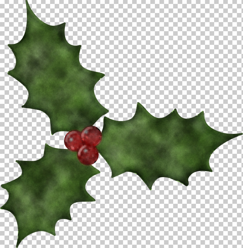 Holly PNG, Clipart, American Holly, Flower, Grape Leaves, Holly, Hollyleaf Cherry Free PNG Download