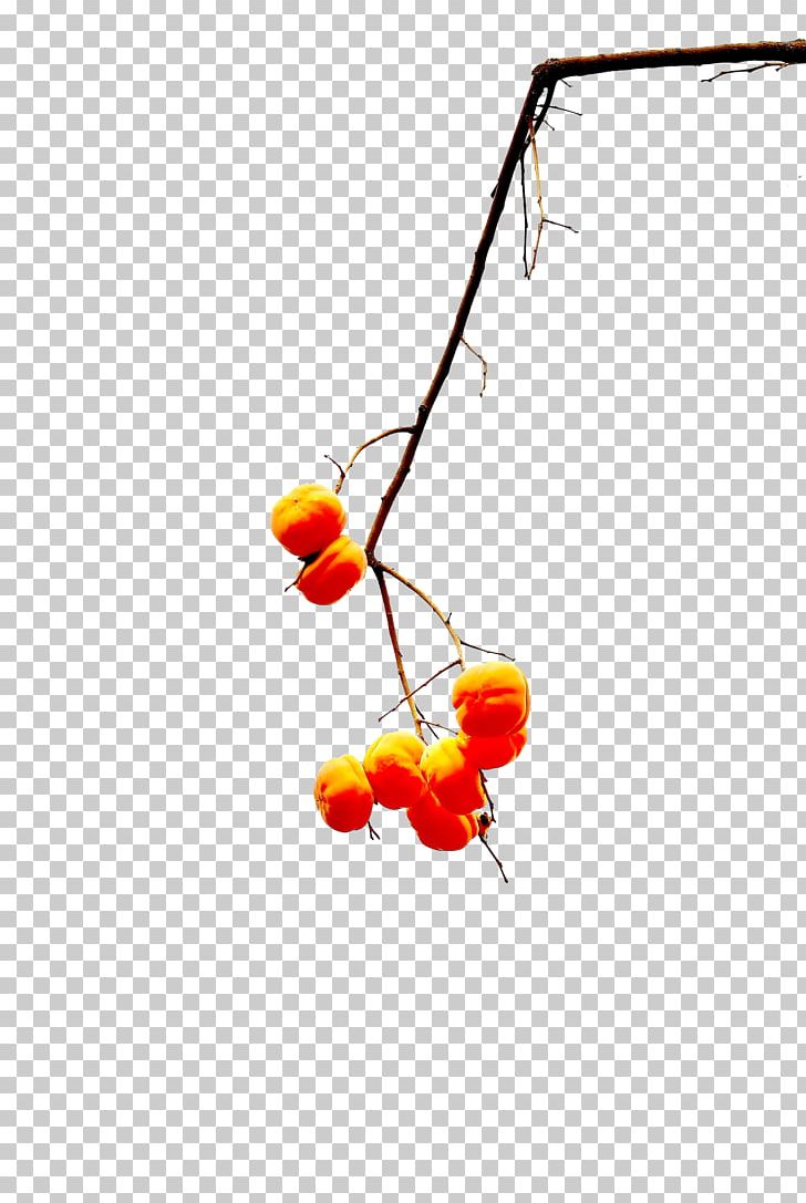 A Few Persimmons Hanging From A Tree PNG, Clipart, Autumn, Branch, Branches, Creative Autumn, Decorative Patterns Free PNG Download