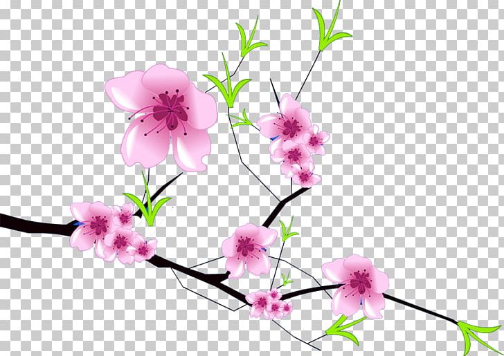 Plum Blossom PNG, Clipart, Blossom, Branch, Branches, Cherry Blossom, Flora Free PNG Download
