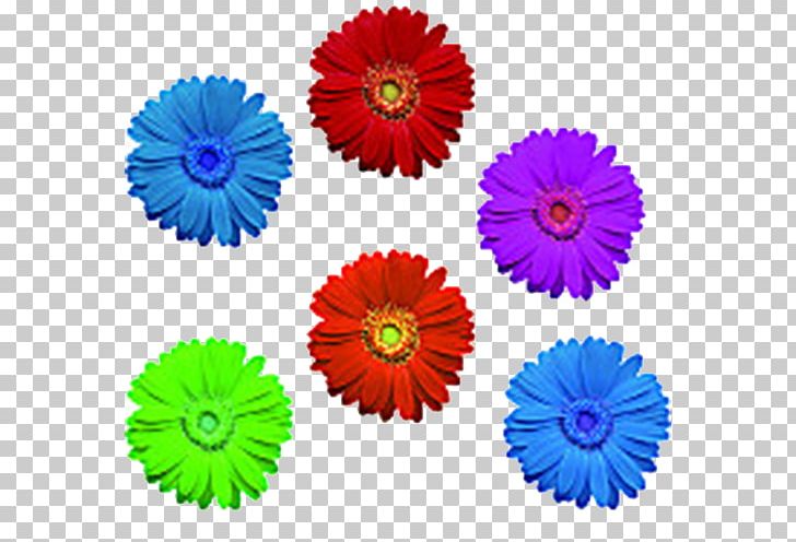 Chrysanthemum Flower PNG, Clipart, Annual Plant, Aster, Chrysanthemum Vector, Chrysanths, Color Free PNG Download