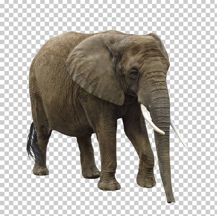 Asian Elephant African Elephant PNG, Clipart, Animal, Animals, Baby ...