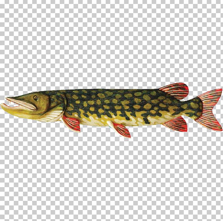 Coastal Cutthroat Trout Northern Pike Salmon Common Bream Rybinskie Ryby PNG, Clipart, Abramis, Bony Fish, Coastal Cutthroat Trout, Common Bream, Cutthroat Trout Free PNG Download
