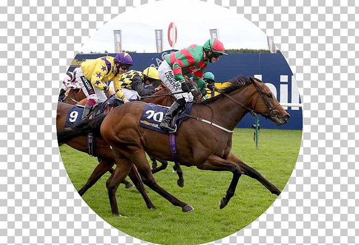 Horse Racing Jockey John Smith's Cup Equestrian PNG, Clipart,  Free PNG Download