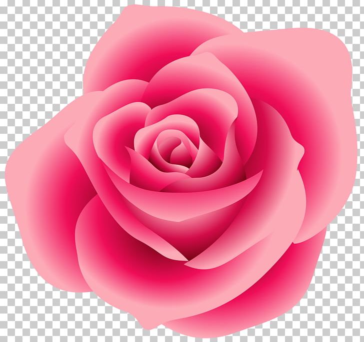 Rose Pink PNG, Clipart, Blog, Camellia, Clipart, Clip Art, Closeup Free PNG Download