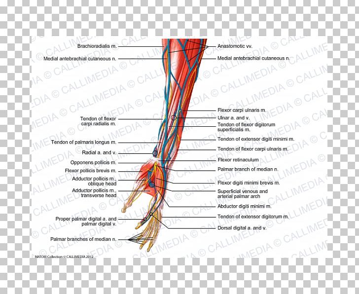 Muscle Forearm Nerve Hand PNG, Clipart, Anatomy, Angle, Arm, Artery, Blood Vessel Free PNG Download