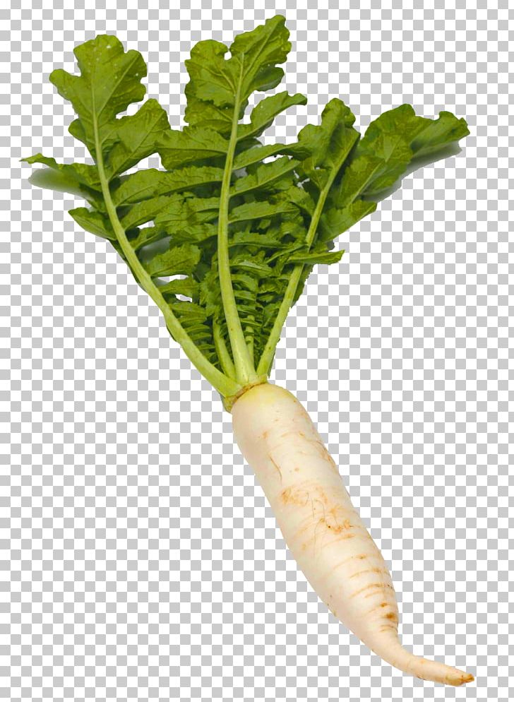 Radish PNG, Clipart, Radish Free PNG Download