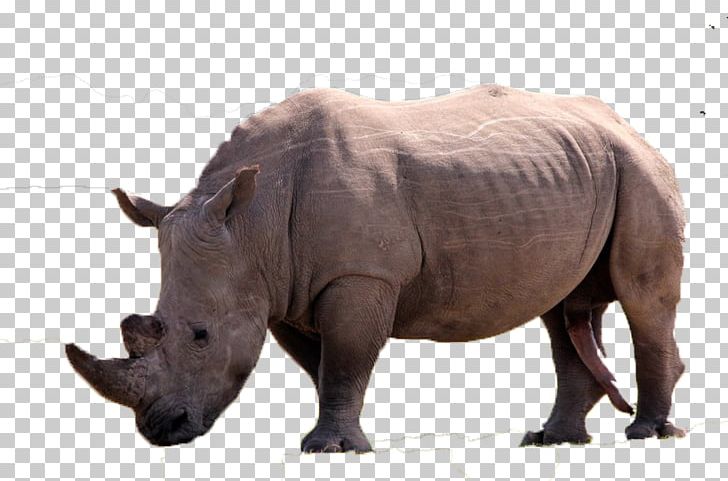 White Rhinoceros U7280u89d2 Horn PNG, Clipart, About, Animal, Animals, Download, Ecology Free PNG Download