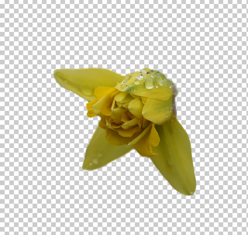 Petal Yellow PNG, Clipart, Petal, Yellow Free PNG Download