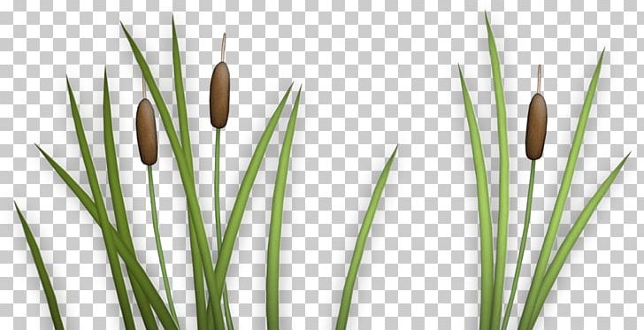 Animation Film Desktop PNG, Clipart, Animation, Bank, Bulrush, Cartoon, Chrysopogon Free PNG Download