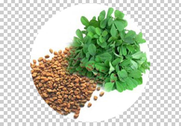 Fenugreek Indian Cuisine Kadhi Leaf Herb PNG, Clipart, Commodity, Coriander, Curry Tree, Dill, Fenugreek Free PNG Download