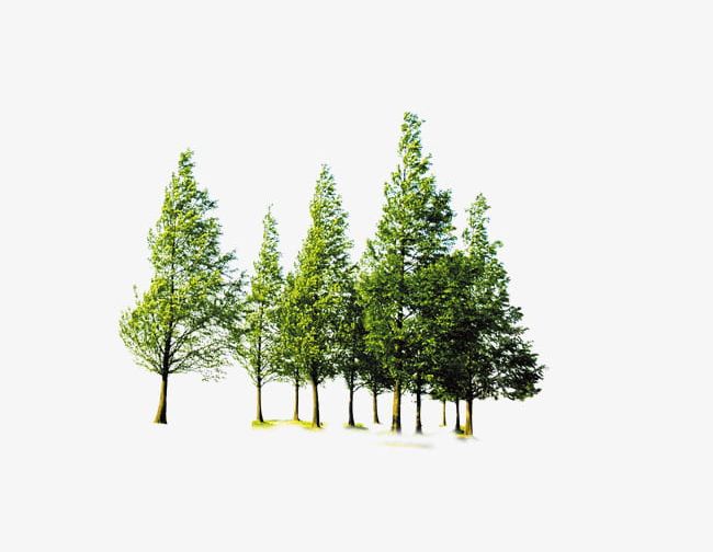 Forest Trees PNG, Clipart, Environmental, Environmental Protection, Forest, Forest Clipart, Green Free PNG Download
