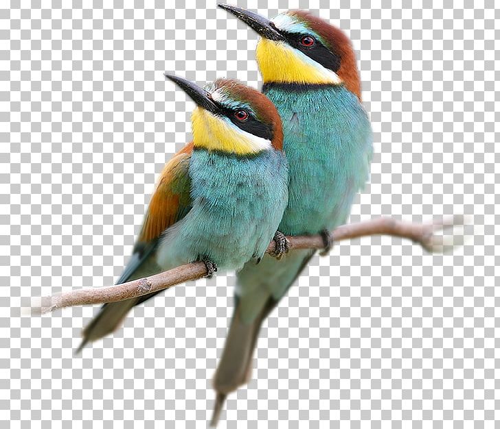 Bee-eater Bird European Robin PNG, Clipart, American Robin, Animals, Art, Beak, Bee Free PNG Download