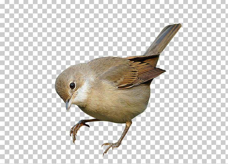 Common Nightingale House Sparrow Finches Wren PNG, Clipart, American Sparrows, Animals, Beak, Bird, Common Nightingale Free PNG Download