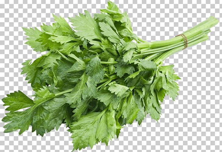 Leaf Celery Celeriac Vegetable Herb PNG, Clipart, Celeriac, Celery, Coriander, Food, Food Drinks Free PNG Download