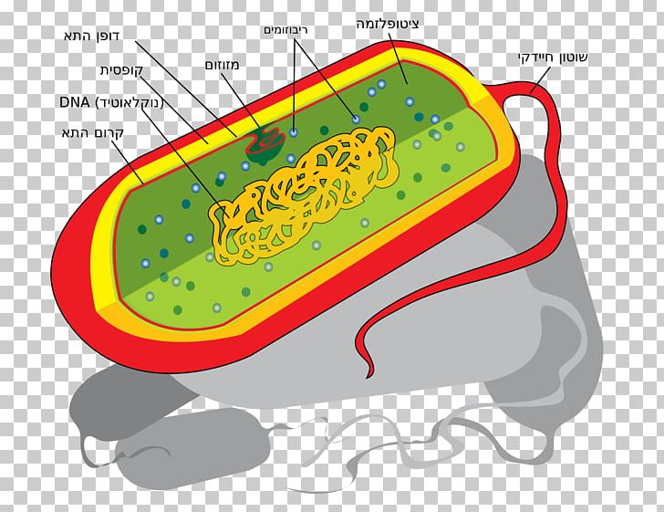Prokaryote Cell Nucleus Bacteria Ribosome PNG, Clipart, Area, Bacteria, Bacterial Cell Structure, Biology, Cell Free PNG Download