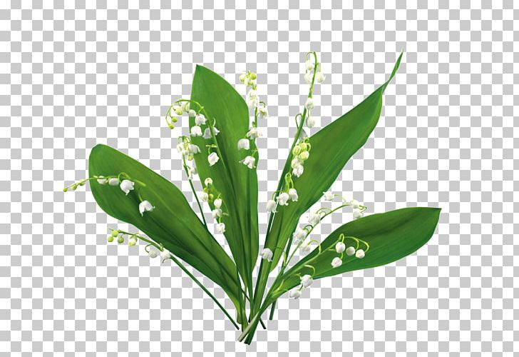 Lily Of The Valley Blog PNG, Clipart, Blog, Clip Art, Flower, Grass, Image Hosting Service Free PNG Download