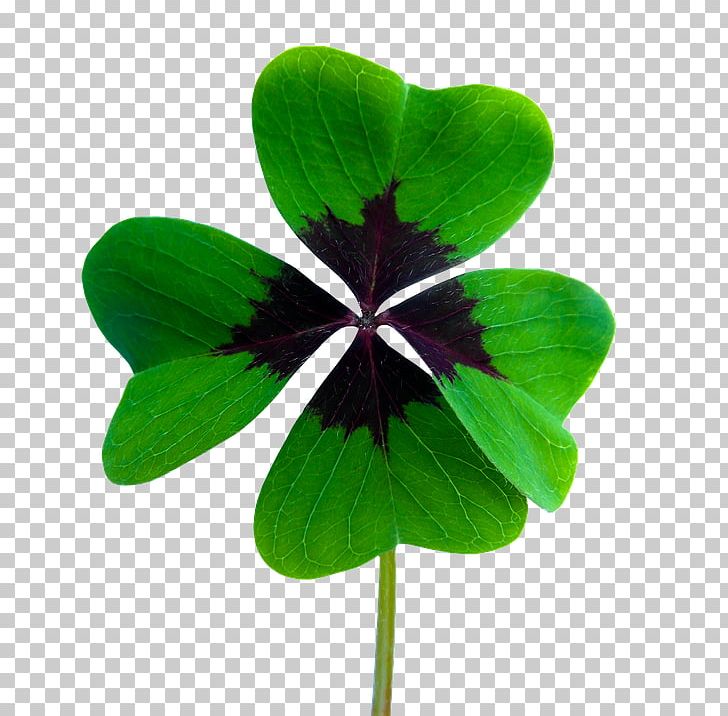 Luck Pixabay Photography Four-leaf Clover Illustration PNG, Clipart, Chimney Sweep, Clover, Download, Flower, Flowers Free PNG Download