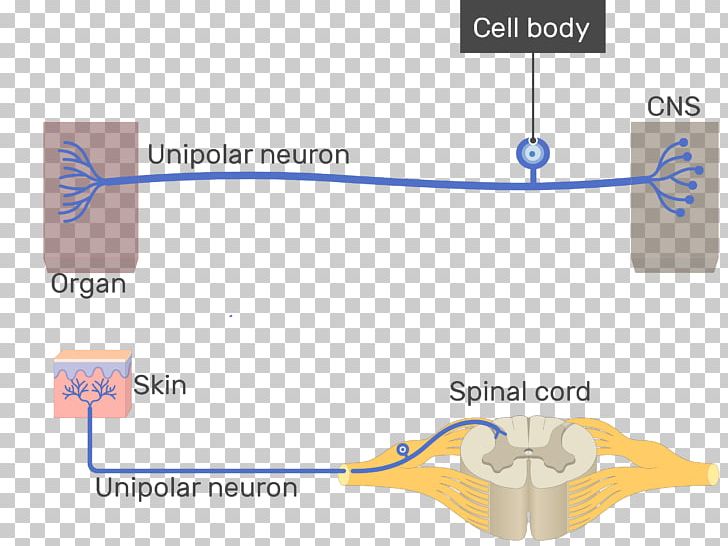 Pseudounipolar Neuron Multipolar Neuron Bipolar Neuron PNG, Clipart, Angle, Area, Axon, Bipolar Neuron, Cell Free PNG Download