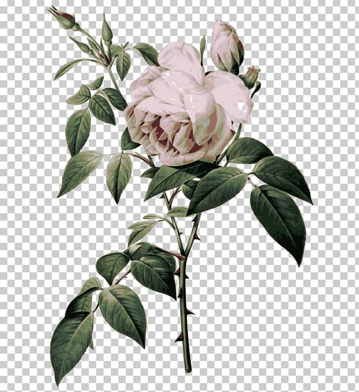 Rosa Gallica Botanical Illustration Botany Art PNG, Clipart, Art, Botany, Branch, Centifolia Roses, Cut Flowers Free PNG Download