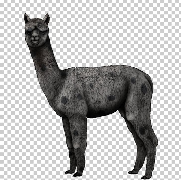 Alpaca Llama Horse Mammal Dog PNG, Clipart, Alpaca, Animals, Art, Black And White, Camel Free PNG Download