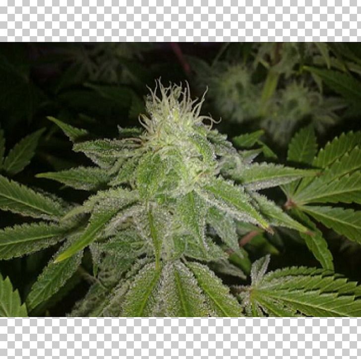 Criminal Jack Herer Seed Cannabis Plant PNG, Clipart, Biohazard, Bud, Cannabis, Criminal, Fruit Free PNG Download