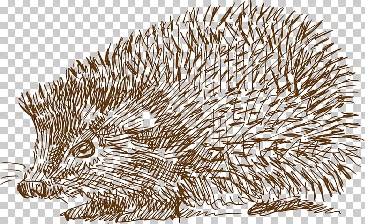 Domesticated Hedgehog Drawing Illustration PNG, Clipart, Animal, Animals, Carnivoran, Designer, Drawn Vector Free PNG Download