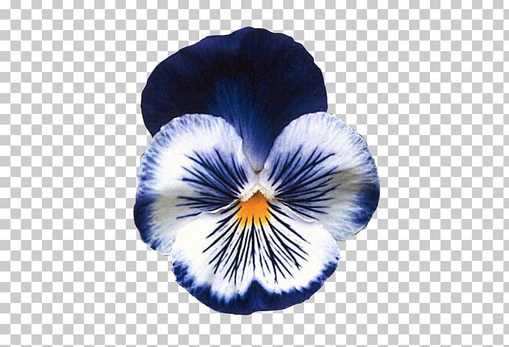 Pansy Flower Garden Seed Annual Plant PNG, Clipart, Blue, Bonsai, Cobalt Blue, Daisybush, Flower Free PNG Download