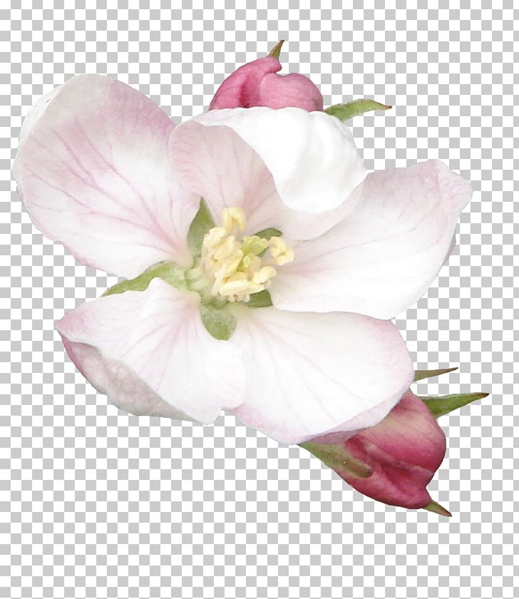 Photography Flower PNG, Clipart, Blossom, Cut Flowers, Digital Photo Frame, Editing, Flower Free PNG Download