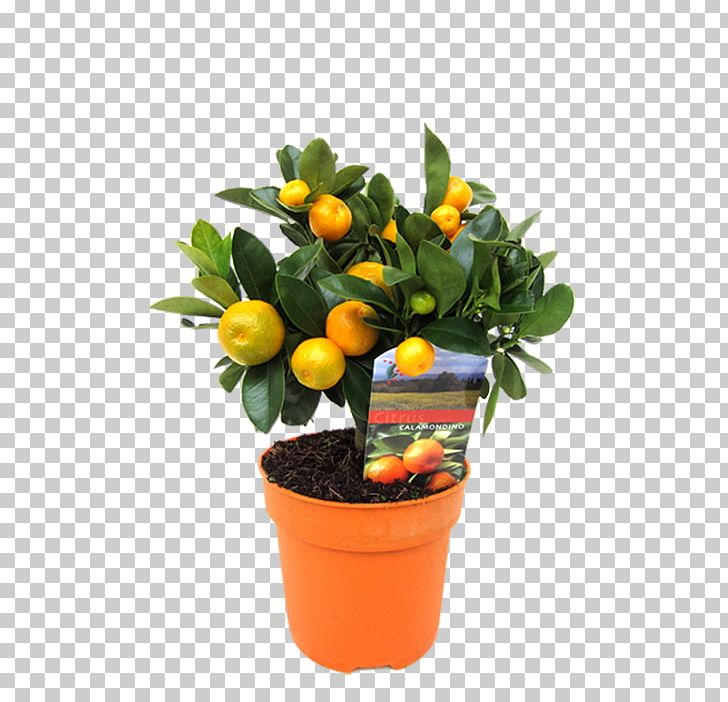 Rangpur Calamondin Kumquat Houseplant Flowerpot PNG, Clipart, Calamondin, Citrus, Cut Flowers, Flower, Flowerpot Free PNG Download