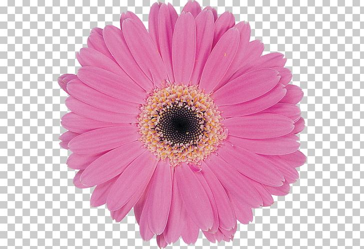 Transvaal Daisy Marguerite Daisy Pastel Daisy Family Common Daisy PNG, Clipart, Annual Plant, Aster, Chrysanthemum, Common Daisy, Cut Flowers Free PNG Download