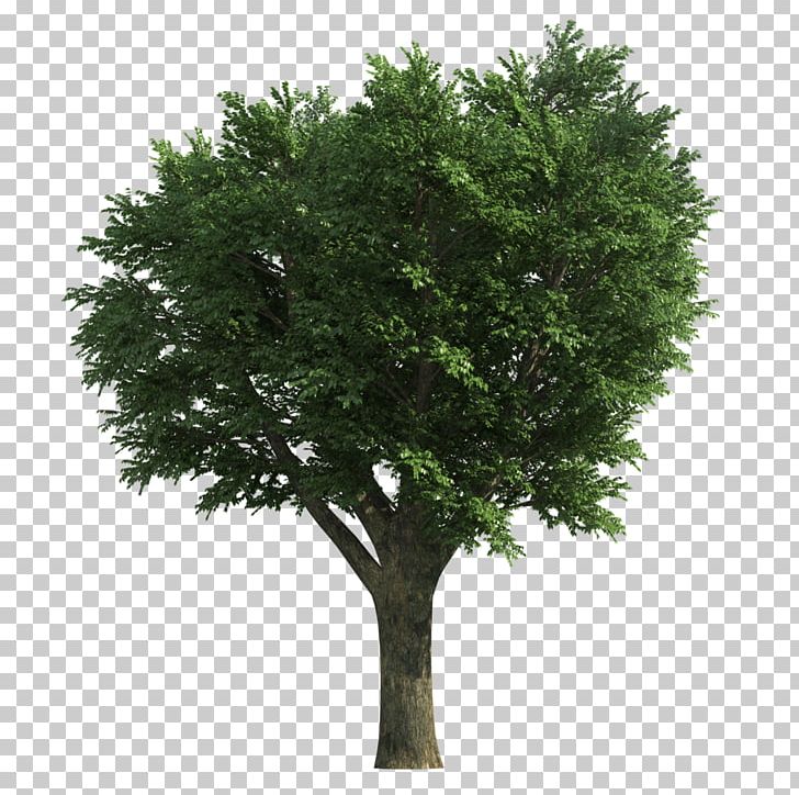 Tree Ash Stock Photography PNG, Clipart, Ash, Bathroom, Branch, Depositphotos, Evergreen Free PNG Download
