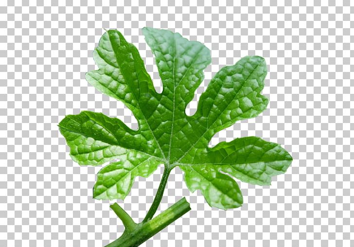 Leaf Vegetable Tree PNG, Clipart, Amplifire, Leaf, Leaf Vegetable, Plant, Tree Free PNG Download