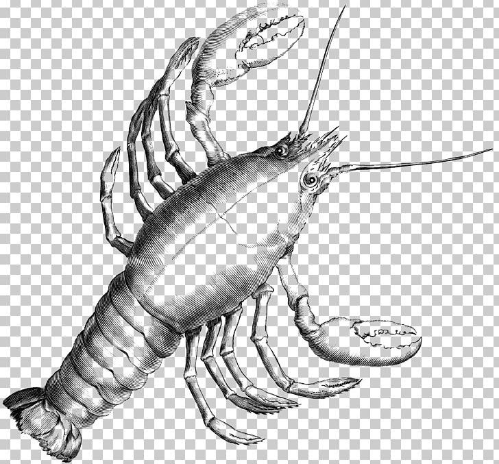 Lobster Drawing Seafood Astacoidea Palinurus Elephas PNG, Clipart, Arm, Art, Artwork, Black And White, Claw Free PNG Download